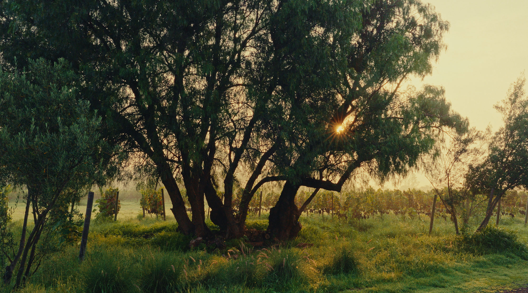 Casa San Francisco still